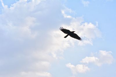 Low angle view of bird flying against sky