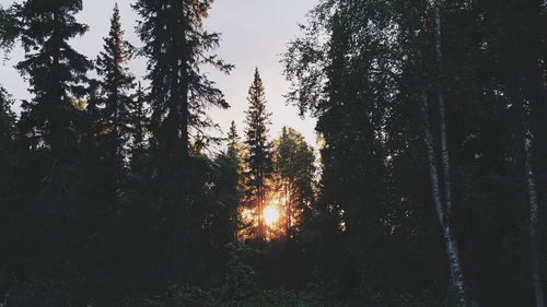 Sun shining through trees