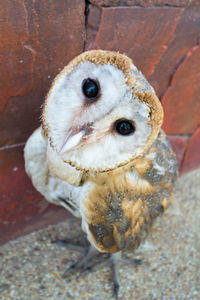 High angle portrait of chihuahua on wall