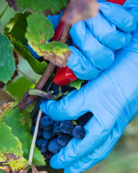 Close-up of hand holding blue fruit