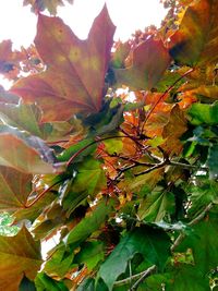 Low angle view of leaves