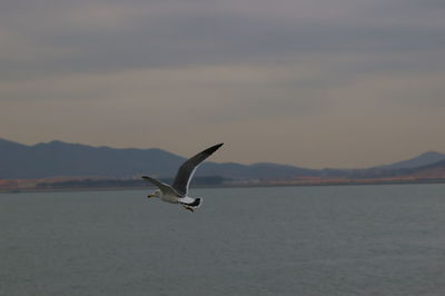 Seagull flying over sea against sky