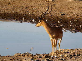 Deer standing in a field