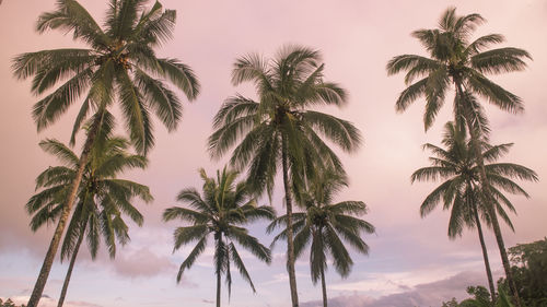 Low angle view of palm trees against sky