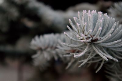 Close-up of frozen plant