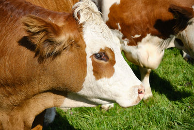 View of cows on field