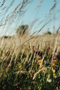 Close-up of crops growing on field against sky