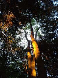 Low angle view of trees against sky during autumn