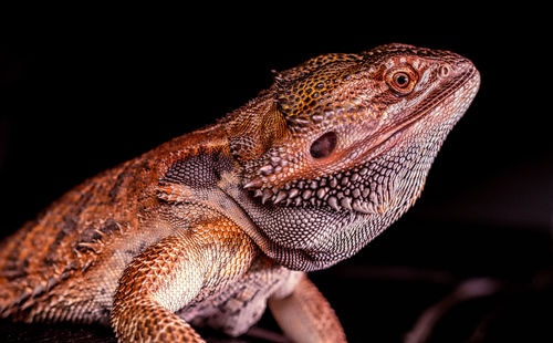 Close-up of lizard