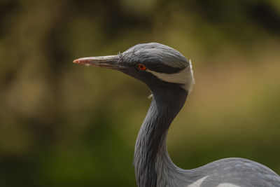 Close-up of grey heron