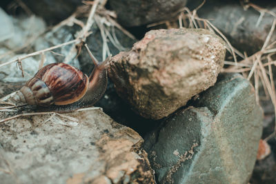 Close-up of snail on rock