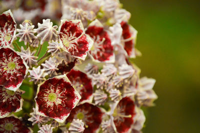 Close-up of pink flowers blooming outdoors