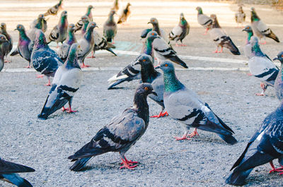 High angle view of pigeons on street