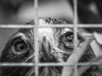 Close-up of owl in cage