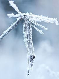 Close-up of icicles on tree against sky