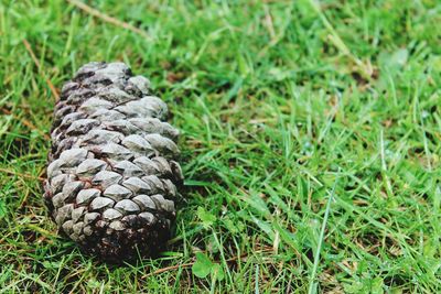 Close-up of pine cone on field