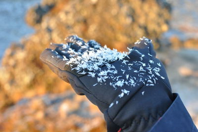 Close-up of person holding leaf during autumn