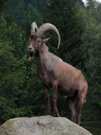 Horse standing on rock