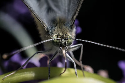 Close-up of butterfly on purple flower