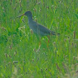 Bird on field