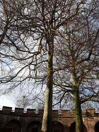 Low angle view of bare tree against building