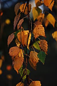 Close-up of autumn leaves on tree