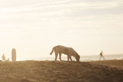 Horses on sand against sky