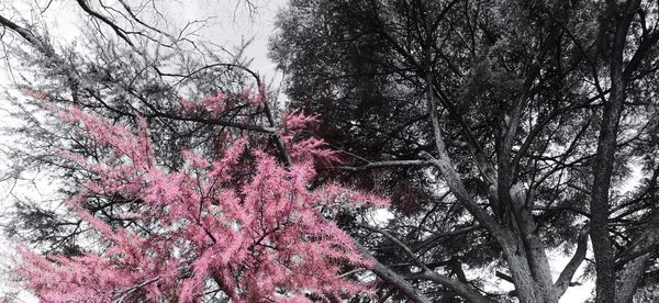 Low angle view of pink flowering tree against sky