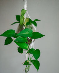 Close-up of leaves against white background