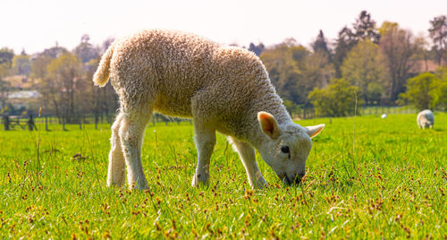 Close-up of a three week old lamb on green grass field in spring sunshine