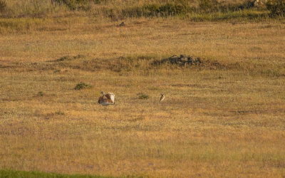 View of a cat on field