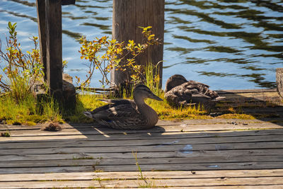 View of bird on wood against lake