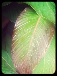 Close-up of leaves