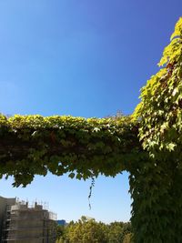 Low angle view of trees against clear blue sky