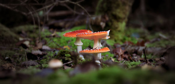 Close-up of fly on mushroom in forest