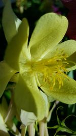 Close-up of yellow flowers blooming in pond