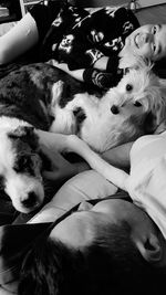 Close-up of young woman lying down on bed