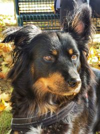 Close-up portrait of a dog