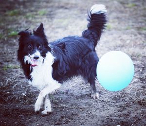 Portrait of dog running on field