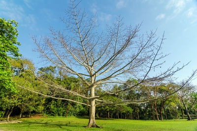 Trees on grassy field