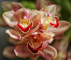 Close-up of pink flowers