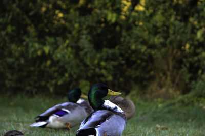 Mallard ducks on field