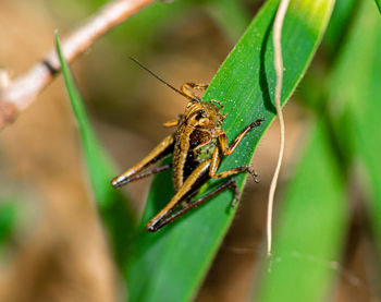 Close-up of insect on leaf