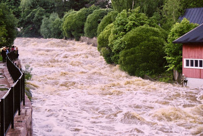 Plants growing by river against trees