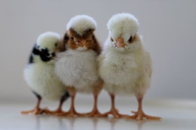 Close-up of birds against white background