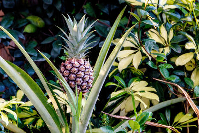 Close-up of fruits growing on plant