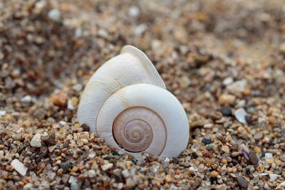 Close-up of snail on pebbles