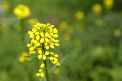 Close-up of yellow flowering plant on field