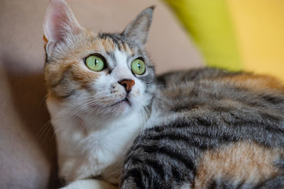 Close-up portrait of a cat at home