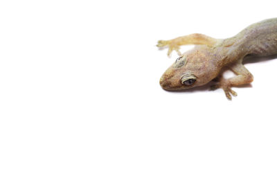 Close-up of frog over white background